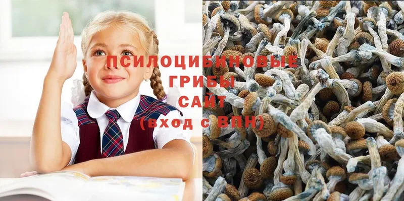 Псилоцибиновые грибы мицелий  Сатка 